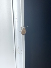 Insecta