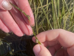 Siphonaria compressa