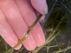 Siphonaria compressa