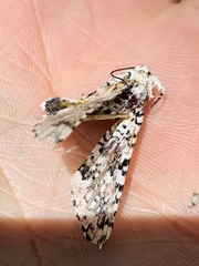 Lichnoptera decora