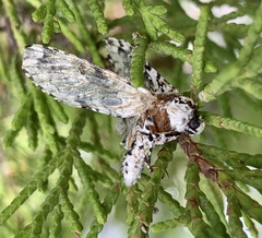 Lichnoptera decora