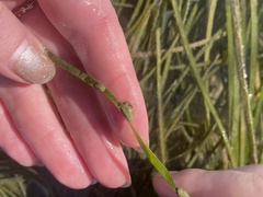 Siphonaria compressa