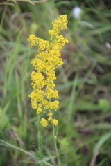 Galium verum