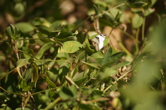 Heliopetes laviana