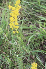 Galium verum