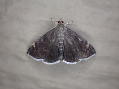 Pyrausta niveicilialis