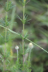 Galium verum