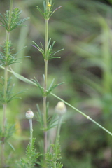 Galium verum