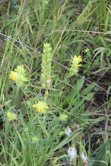 Rhinanthus serotinus aestivalis
