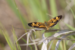 Phyciodes tharos orantain