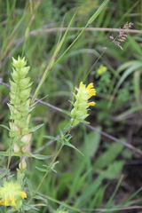 Rhinanthus serotinus aestivalis