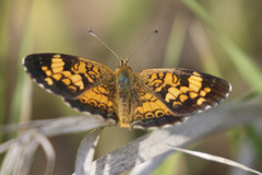 Phyciodes tharos orantain
