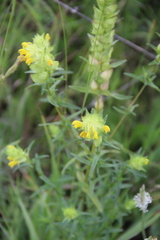 Rhinanthus serotinus aestivalis