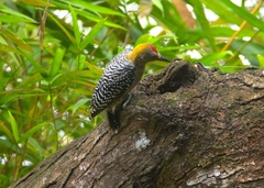 Melanerpes hoffmannii