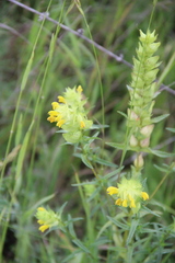 Rhinanthus serotinus aestivalis