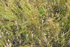 Allium praescissum