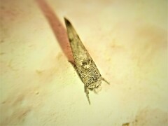 Zelleria oleastrella