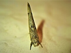 Zelleria oleastrella