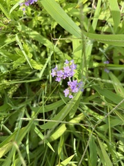 Heliotropium arborescens