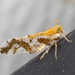 Ornate Planthopper - Photo (c) Lee Elliott, some rights reserved (CC BY-NC-SA), uploaded by Lee Elliott