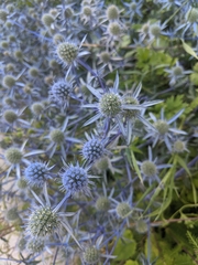 Eryngium amethystinum