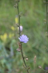 Cichorium intybus