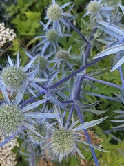 Eryngium amethystinum