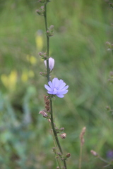 Cichorium intybus
