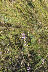 Allium praescissum