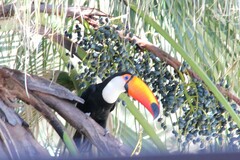 Ramphastos toco
