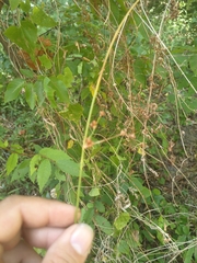 Juncus coriaceus