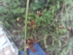 Juncus coriaceus