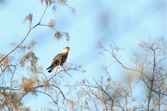 Caracara plancus