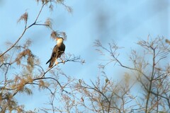 Caracara plancus