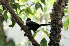 Icterus pyrrhopterus