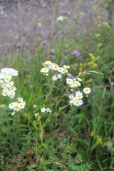 Erigeron annuus
