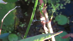 Lestes inaequalis