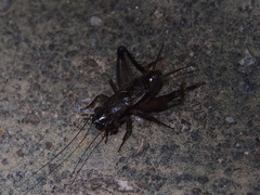 Loxoblemmus appendicularis