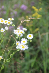 Erigeron annuus