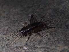 Loxoblemmus appendicularis