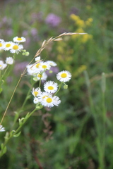 Erigeron annuus