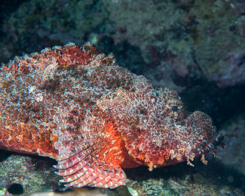 Titan scorpionfish (Scorpaenopsis cacopsis) — Scorpaenidae — 5