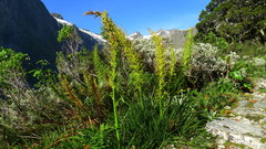 Aciphylla takahea