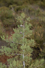Cupressus stephensonii