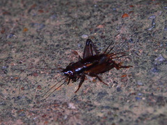 Loxoblemmus appendicularis