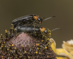 Nemognatha nemorensis