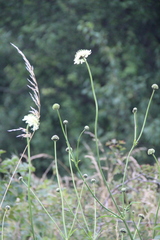 Cephalaria gigantea