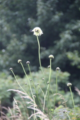 Cephalaria gigantea