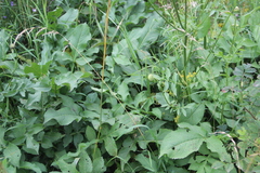 Cephalaria gigantea