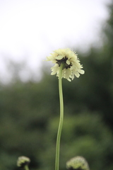 Cephalaria gigantea